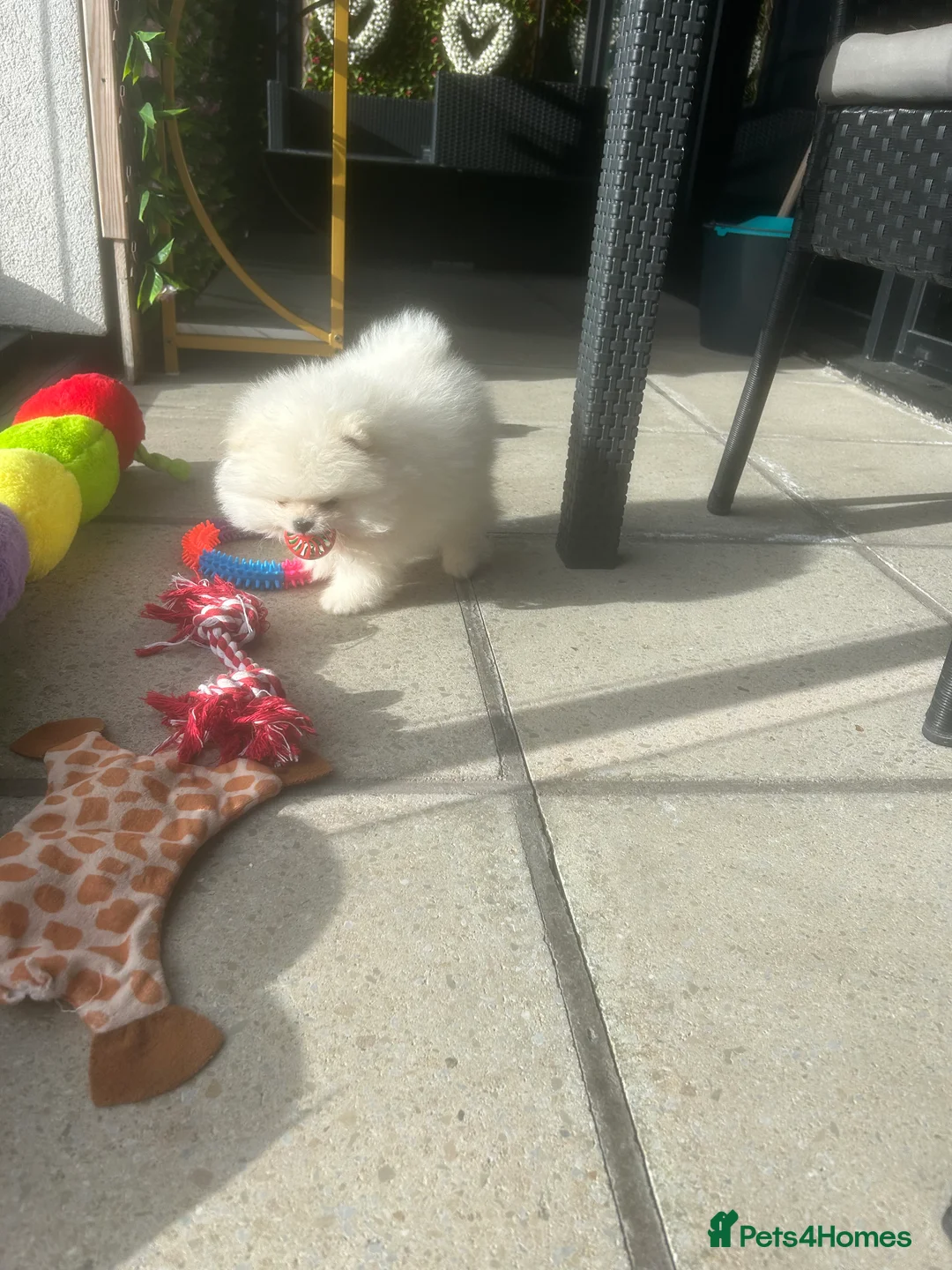 Pomeranian dogs for sale: Last boy reduced toy Pomeranian for sale  - Advert 2