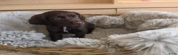 Cocker Spaniel dogs for sale: Working Type Cocker Spaniels - Advert 20