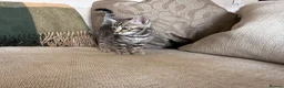 Bengal cats for sale: Exceptional Bengal Heritage Kittens in Llangammarch Wells - Advert 17