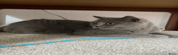 British Shorthair cats for sale: British Shorthair Blue Kittens – (2 boys, 2 girls) - Advert 3