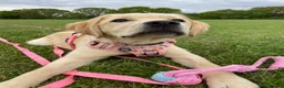 Labrador Retriever dogs for sale: Six month old Labrador Retriever  - Advert 1