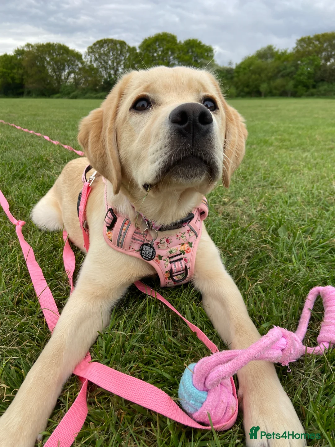 Labrador Retriever dogs for sale: Six month old Labrador Retriever  - Advert 1