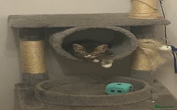 Mixed Breed cats for sale: Kittens - Image 8