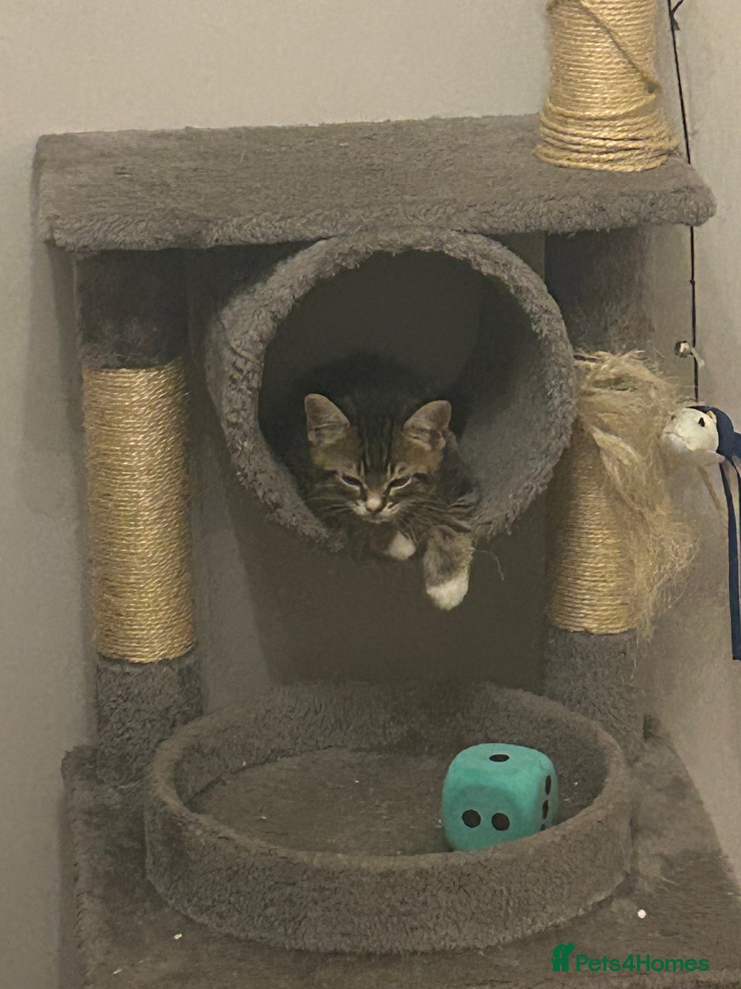 Mixed Breed cats for sale: Kittens - Image 8