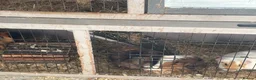 Guinea Pig rodents for sale: 3 female guinea pigs  - Advert 5