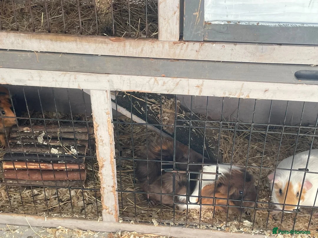 Guinea Pig rodents for sale: 3 female guinea pigs  - Advert 5