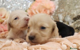 Miniature Dachshund dogs for sale: KC Longhair Miniature Dachshund Puppies - Image 10