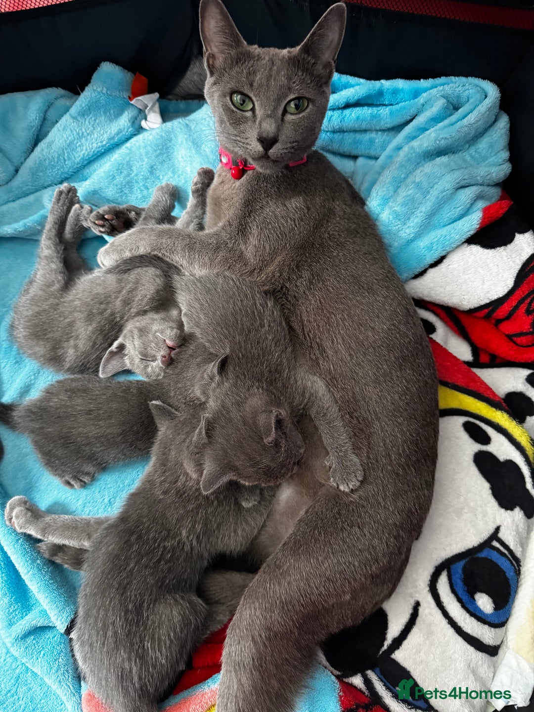 Russian Blue cats for sale: 🩵Beautiful Purebred Russian Blue kittens🩵 - Image 4