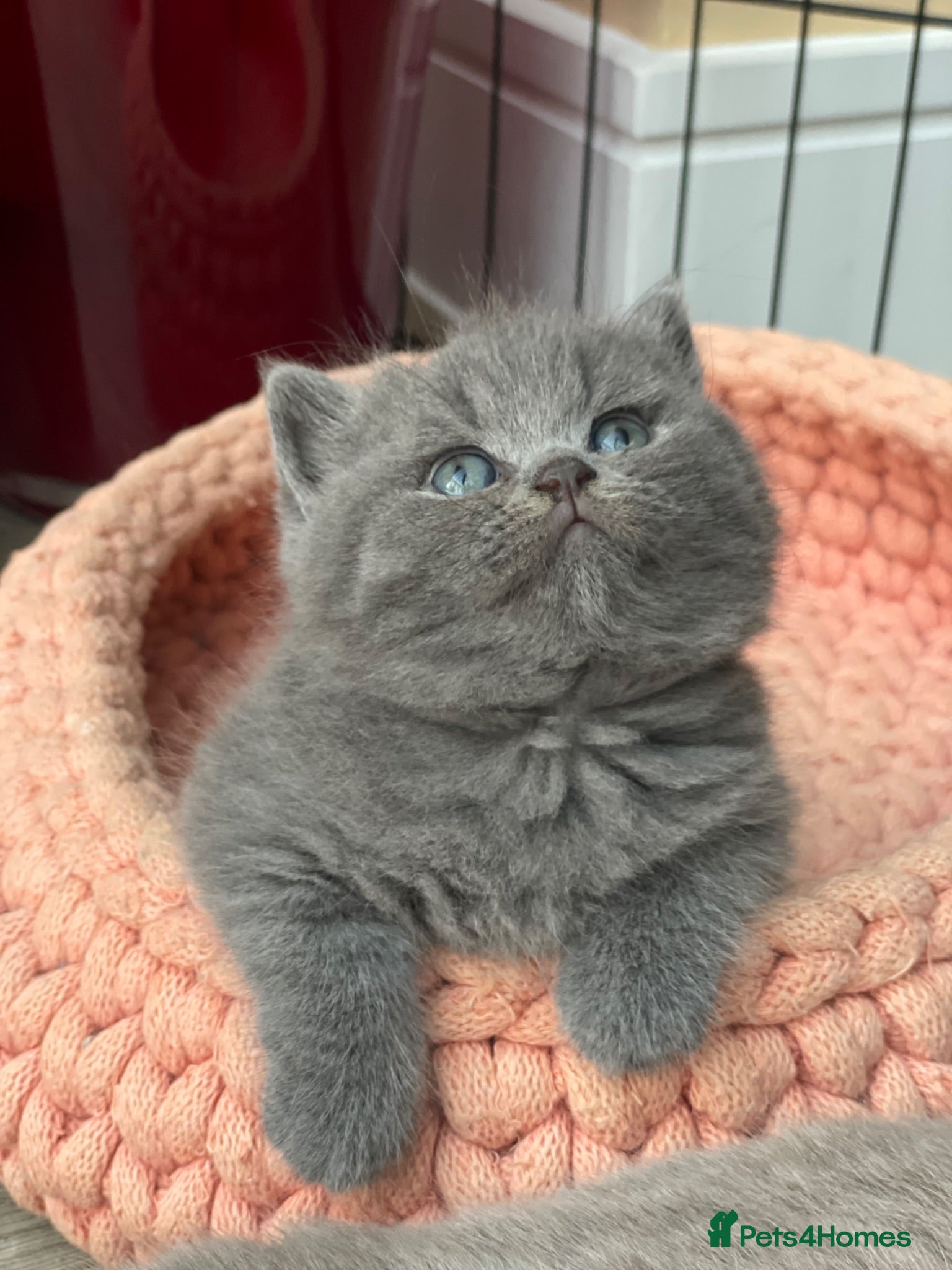 British Shorthair cats Champion Bloodline British shorthair kittens - Advert 2