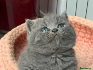 British Shorthair cats Champion Bloodline British shorthair kittens - Advert 1