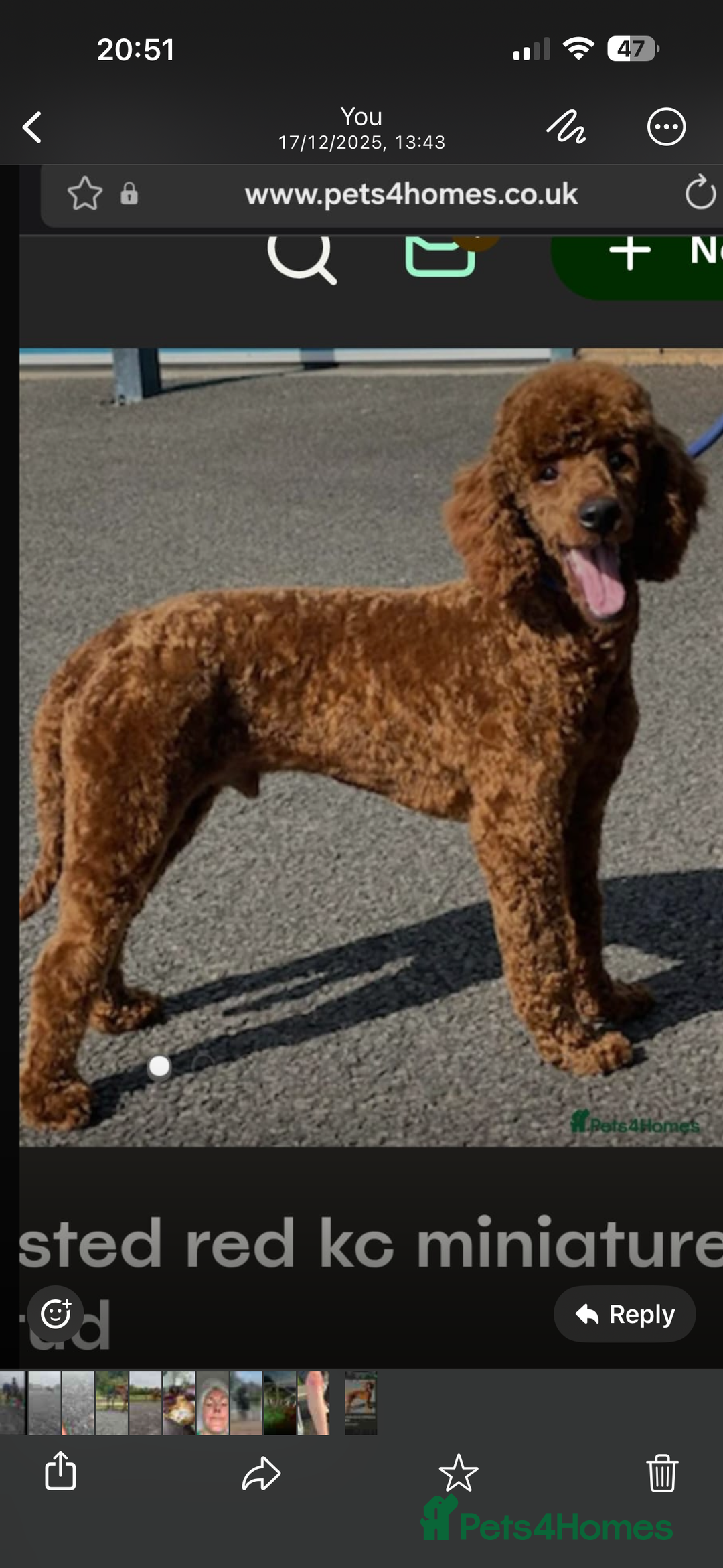 Labradoodle dogs for sale: Miniature F1 Labradoodles  - Advert 28