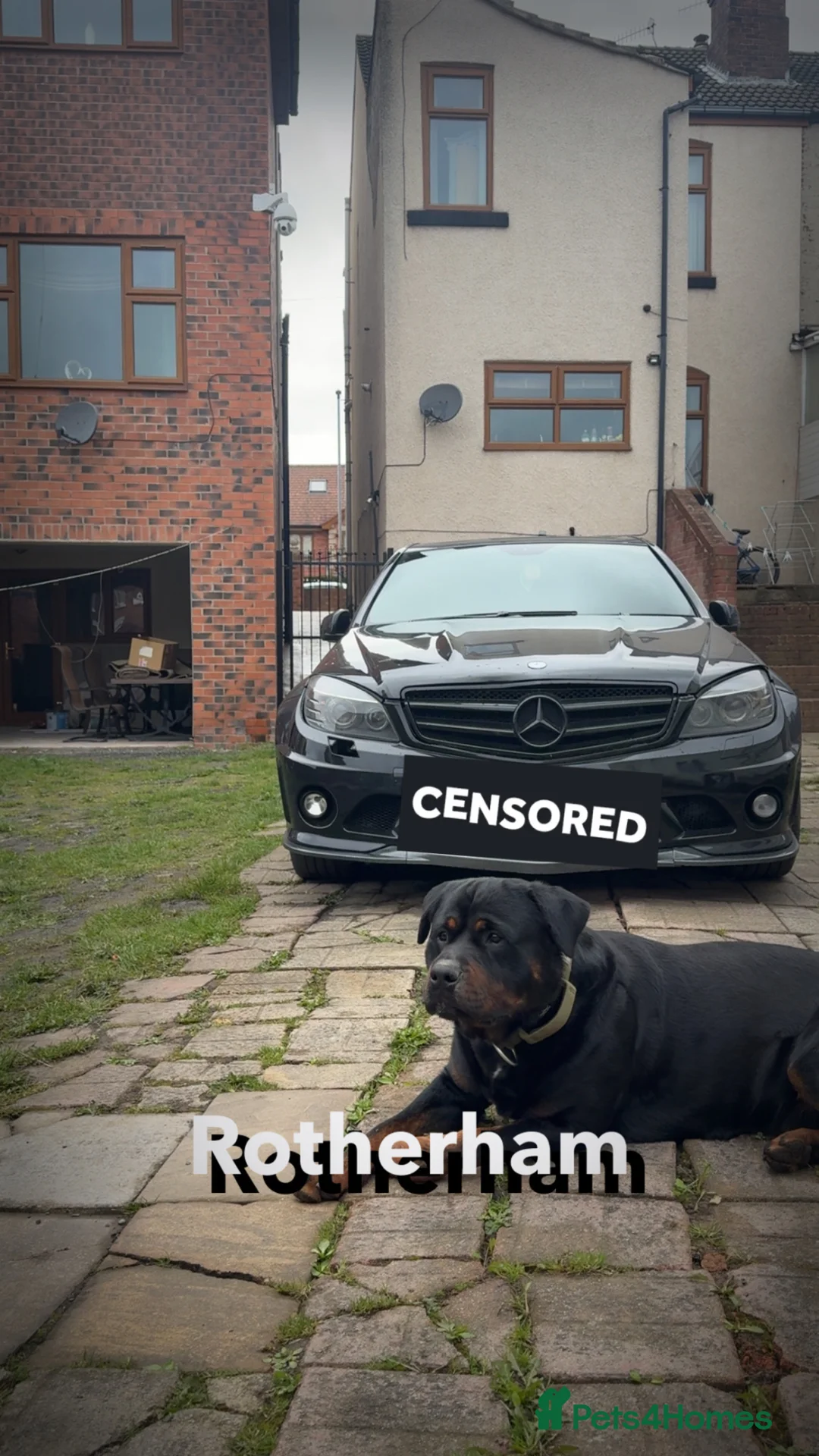 Rottweiler dogs for sale: Wonderful 3-Year-Old Rottweiler Loyal Guardian in Rotherham - Advert 3