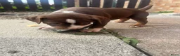American Bully dogs for sale: American pocket bully  - Advert 24
