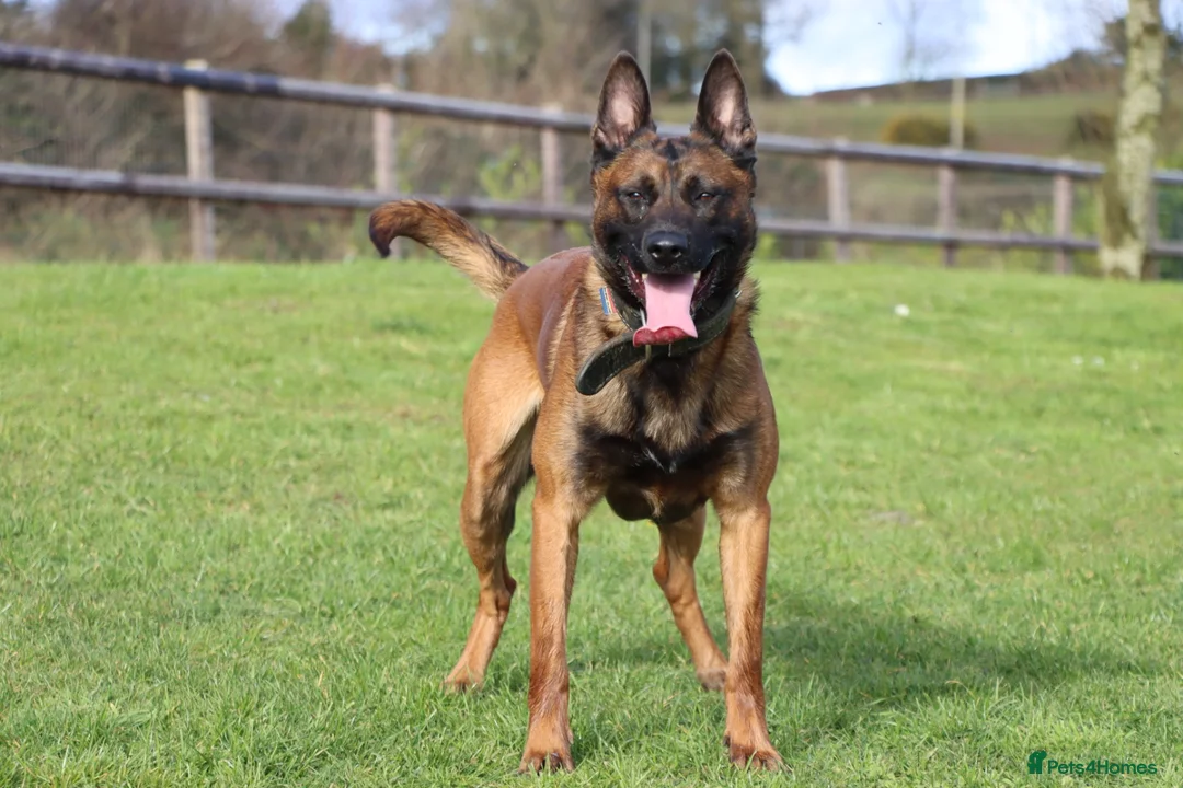 Belgian Shepherd Dog dogs for sale: IKC Registered Belgian Malinois - Advert 5