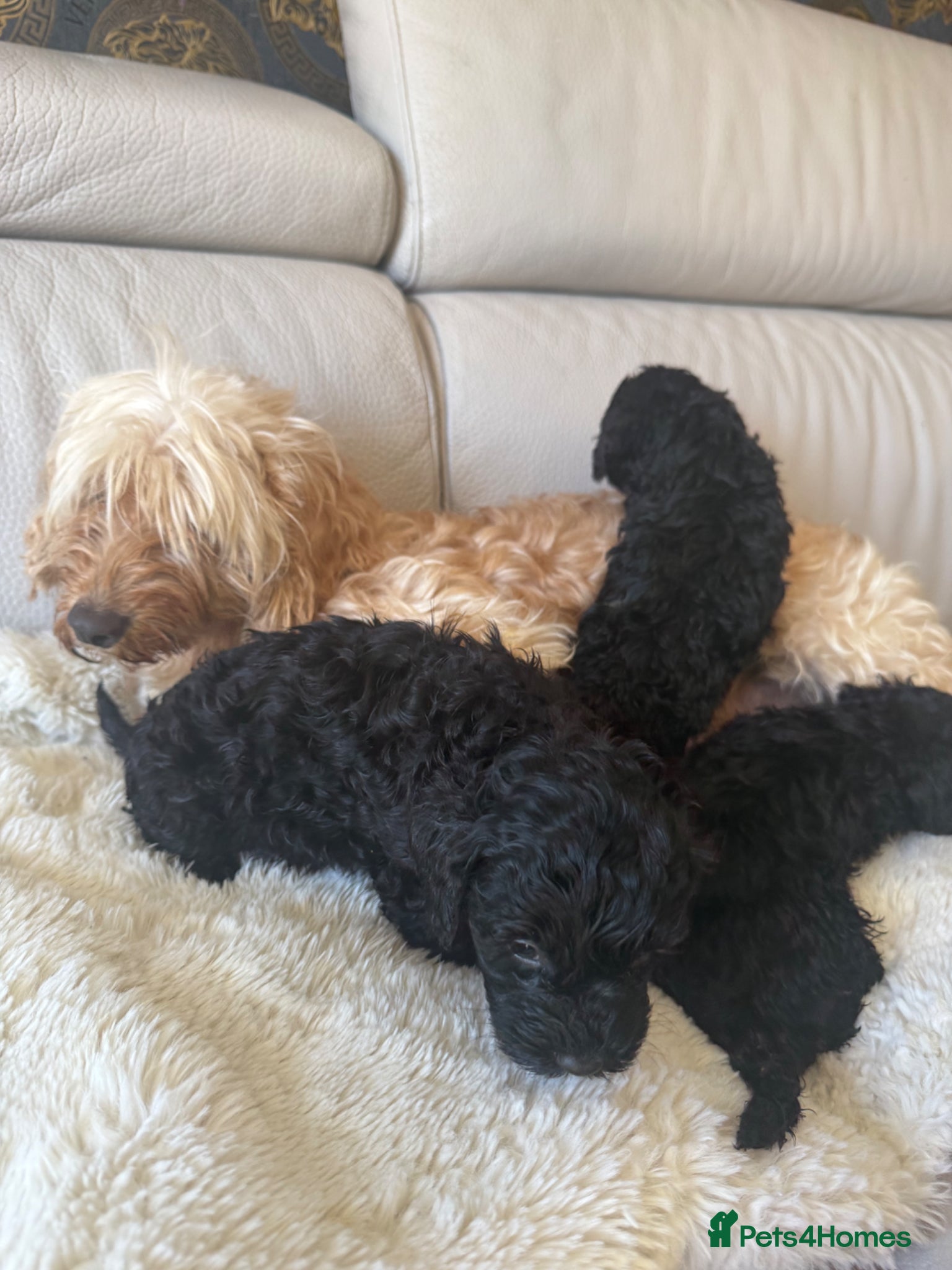 Cockapoo dogs Cockapoo f2 puppies  - Advert 2
