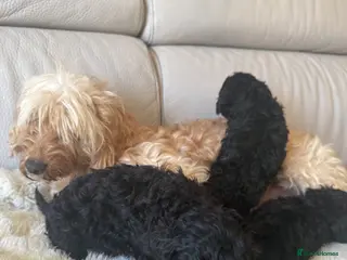 Cockapoo dogs Cockapoo f2 puppies - Advert 5