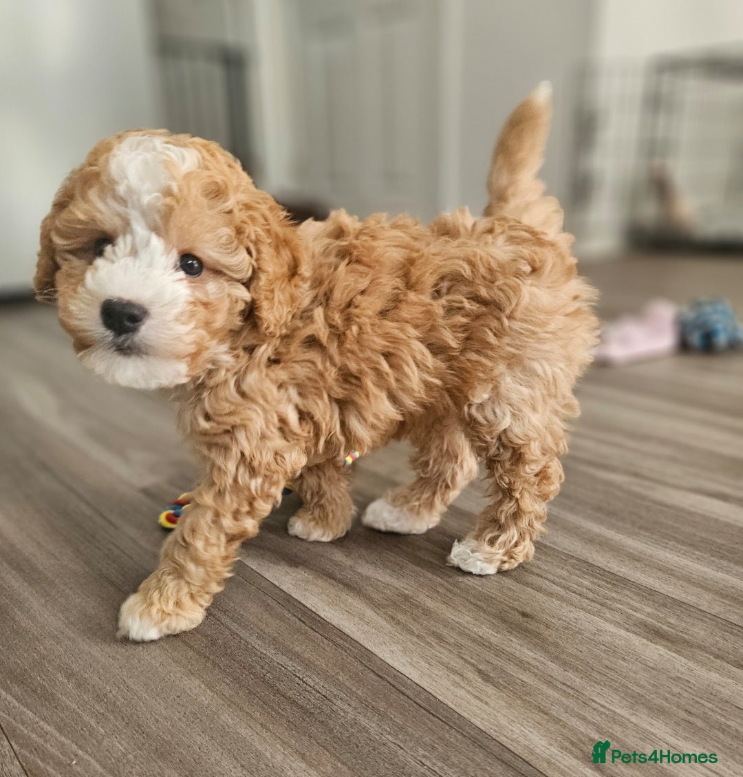 Cockapoo dogs Cockapoo Male - Advert 1