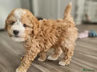 Cockapoo dogs Cockapoo Male - Advert 1