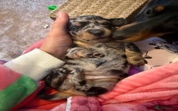 Miniature Dachshund dogs for sale: Miniature daschund puppies - Image 13