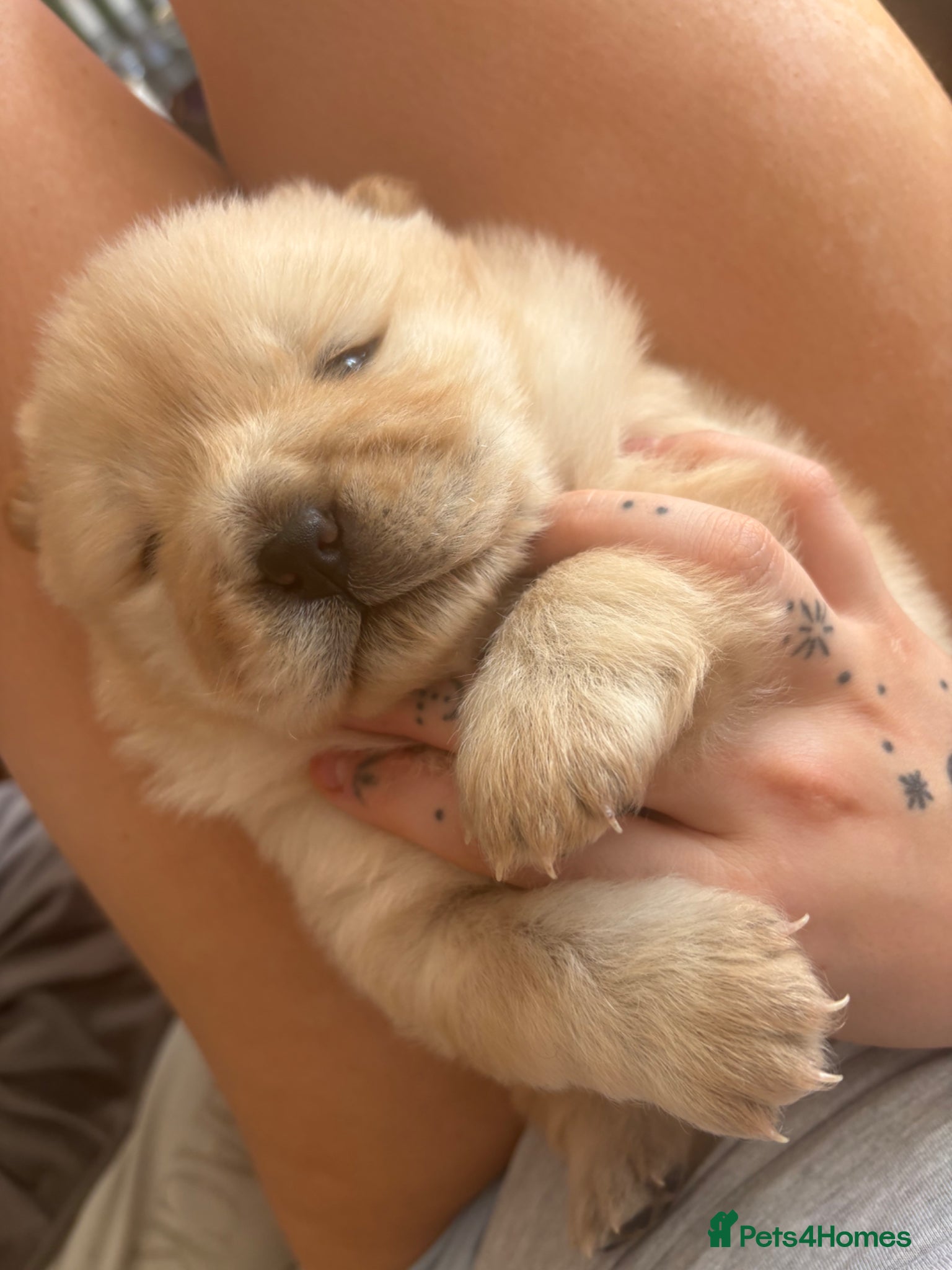 Chow Chow dogs Stunning chocolate & Platinum pups - Advert 9