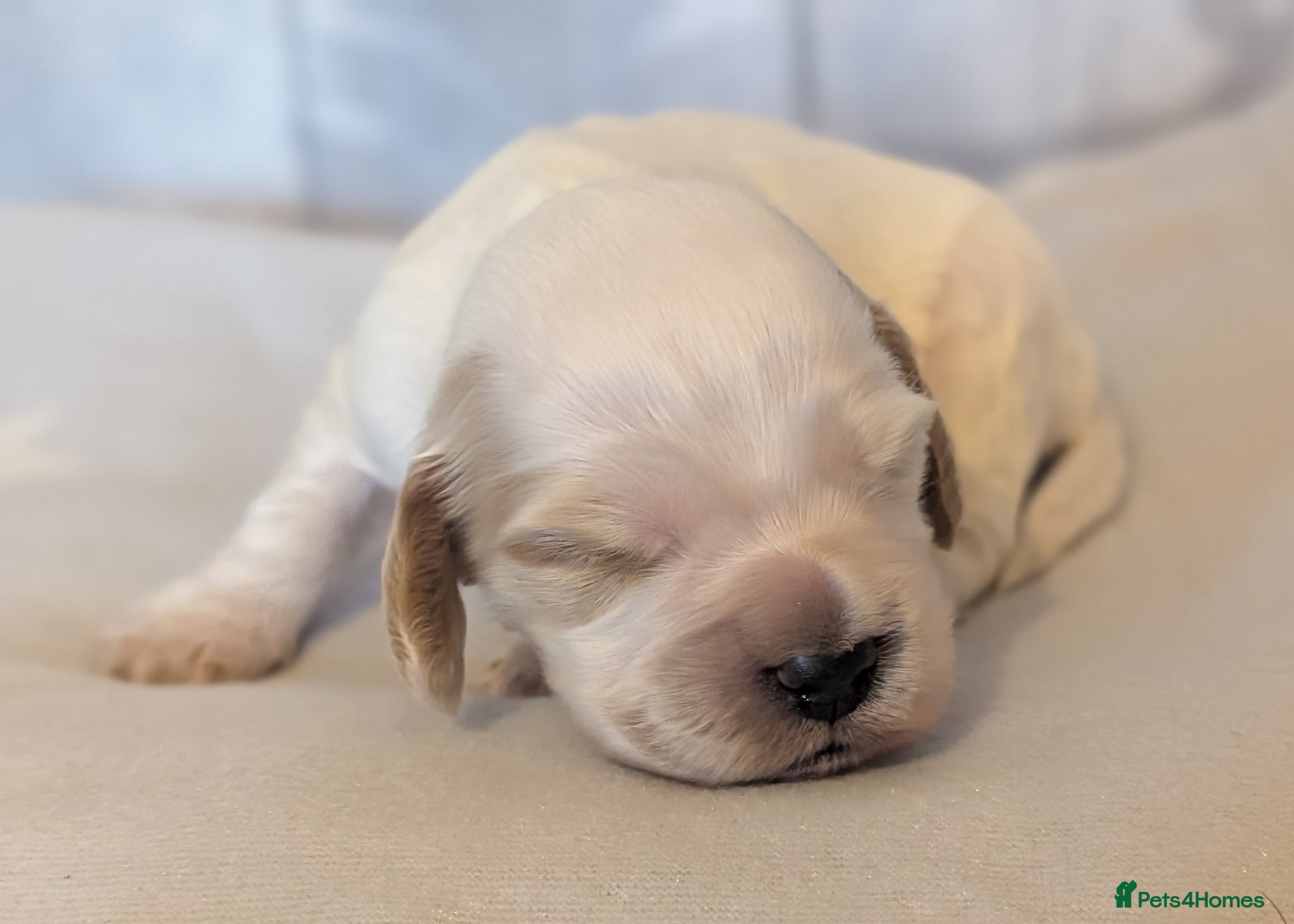 Cocker Spaniel dogs for sale: Beautiful cocker spaniel puppies  - Advert 16