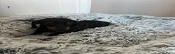 Miniature Dachshund dogs for sale: Miniature dachshund puppies - Advert 11