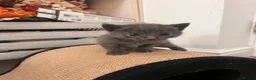 Mixed Breed cats for sale: Russian blue cross babies!  in Winchester - Advert 7