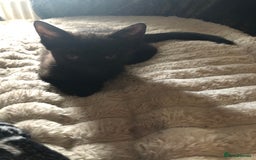 Mixed Breed cats for sale: Stunning black baby kitten x - Image 2