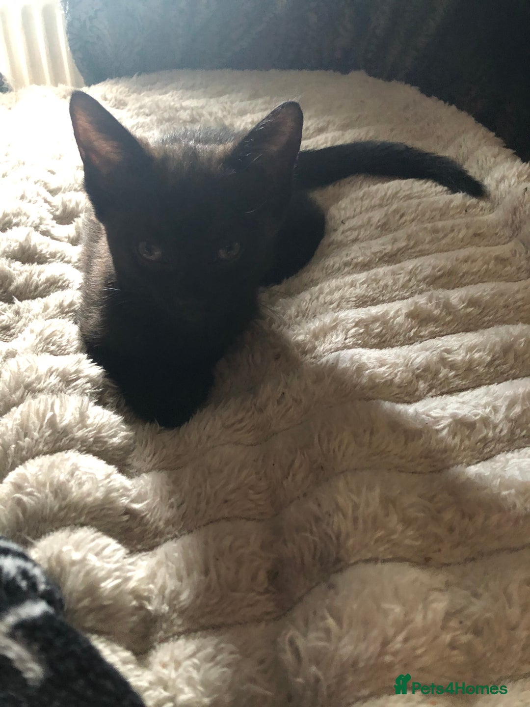 Mixed Breed cats for sale: Stunning black baby kitten x - Image 2