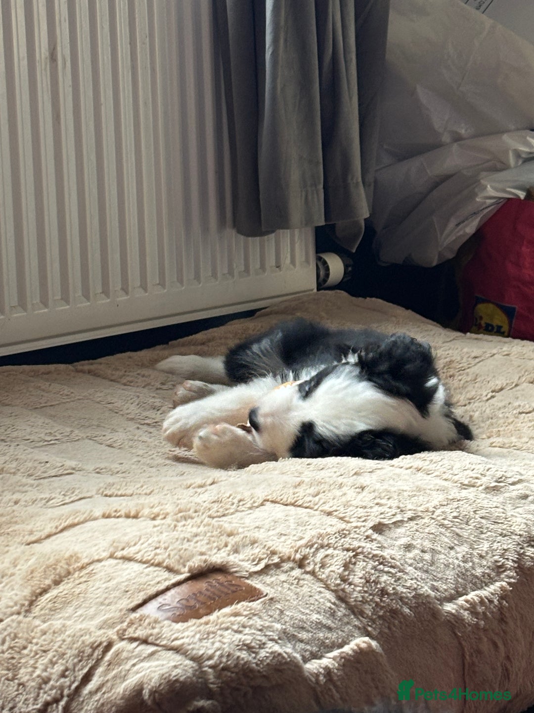 Border Collie dogs for sale: 4 border collie puppies - Advert 12