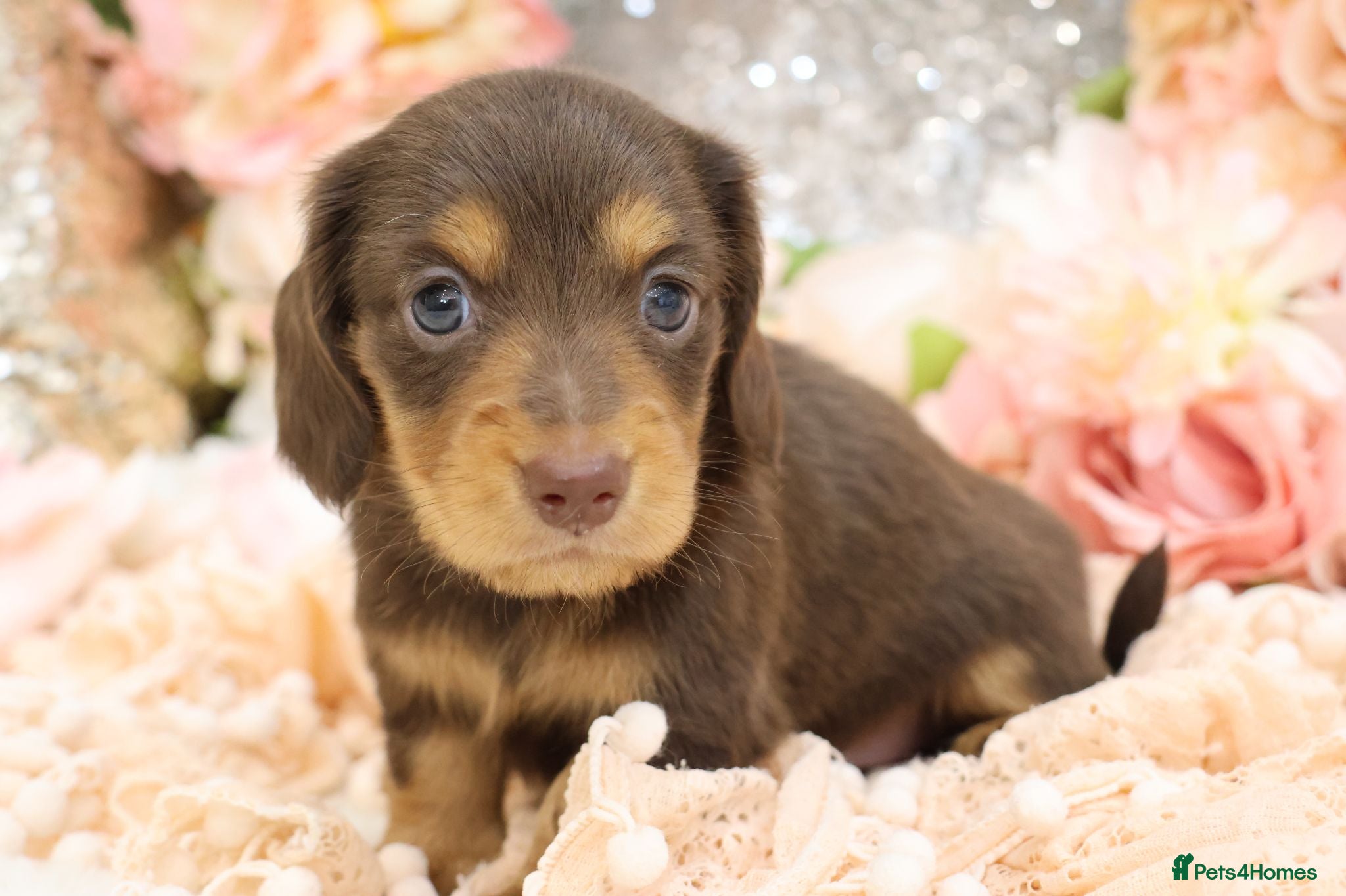 Miniature Dachshund dogs KC Longhair Miniature Dachshunds - Advert 2