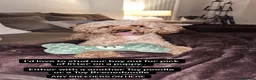 Cavapoochon dogs for stud: HUGO Toy Poodle / cavapoochon in Porth - Advert 7