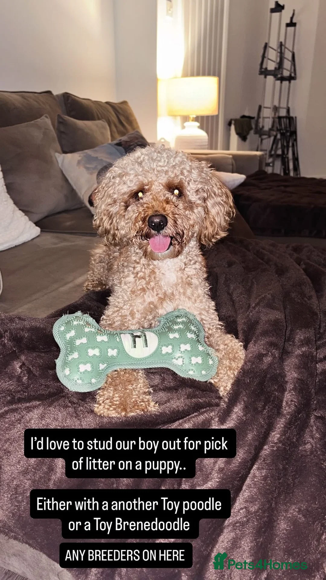 Cavapoochon dogs for stud: HUGO Toy Poodle / cavapoochon in Porth - Advert 7