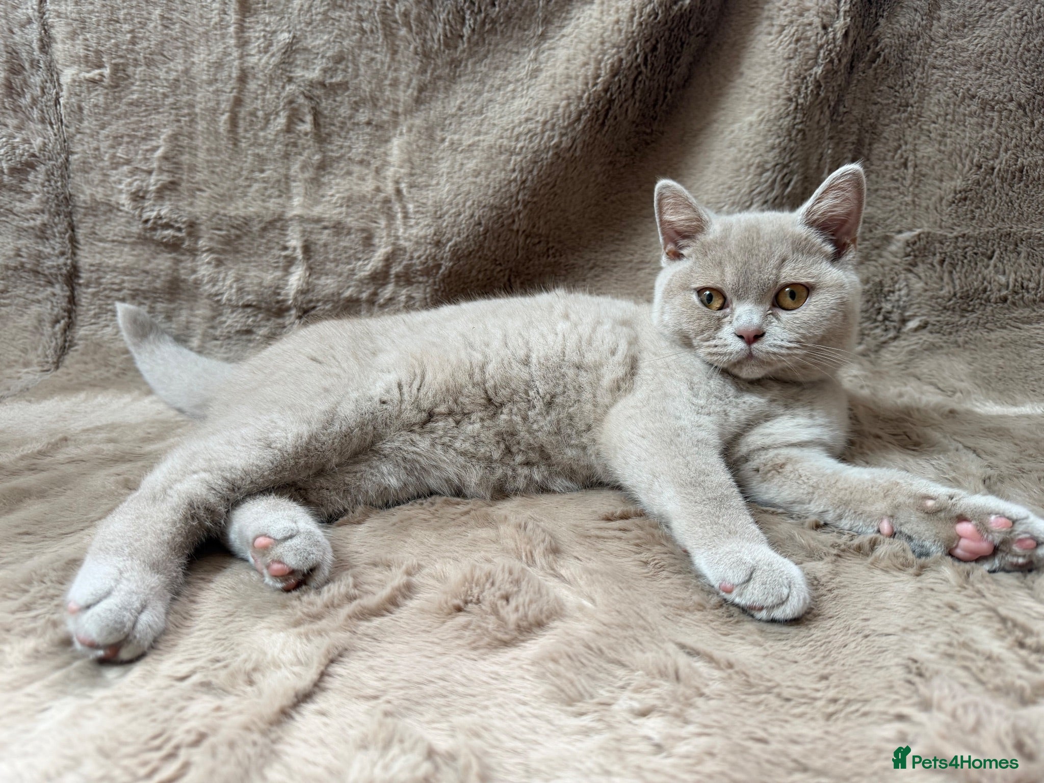 British Shorthair cats 5 Beautiful Lilac & Blue British Shorthair Kittens - Advert 2