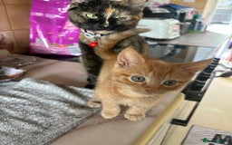 Maine Coon cats for sale: Kittens Half Maincoone  - Image 8