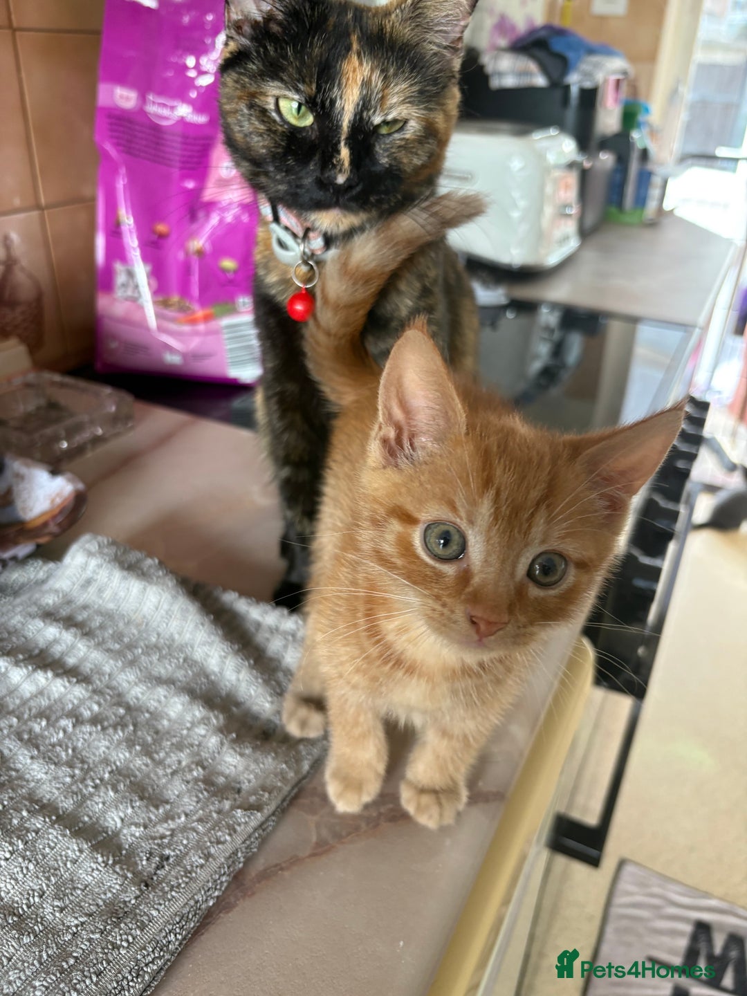 Maine Coon cats for sale: Kittens Half Maincoone  - Image 8