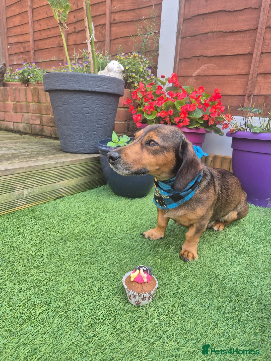 Jackshund dogs for sale: Albie - Advert 2