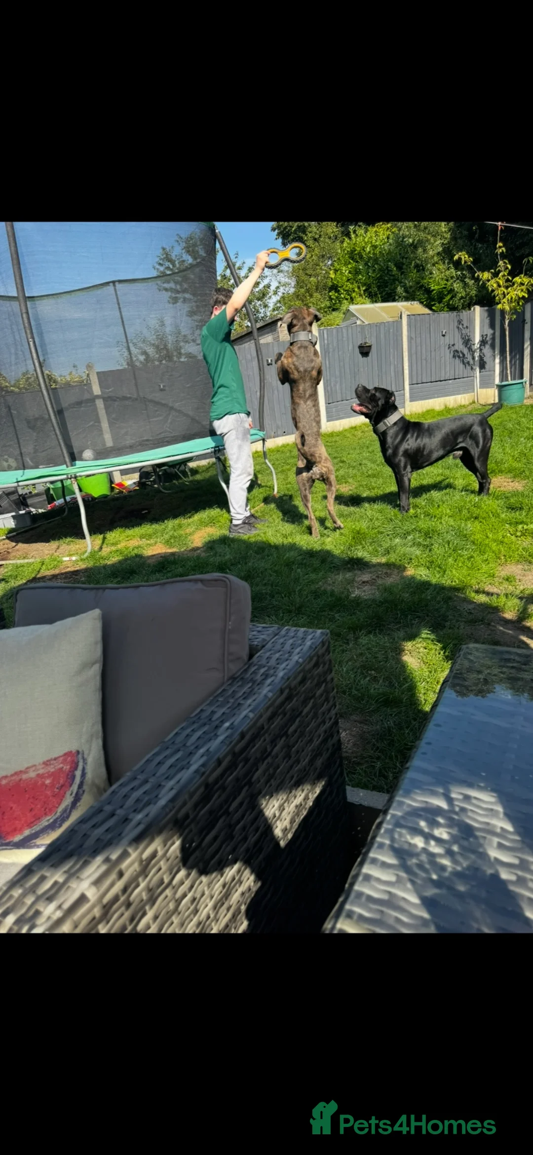Cane Corso dogs for sale: Cane Corso puppies ready to leave  in Nelson - Advert 2