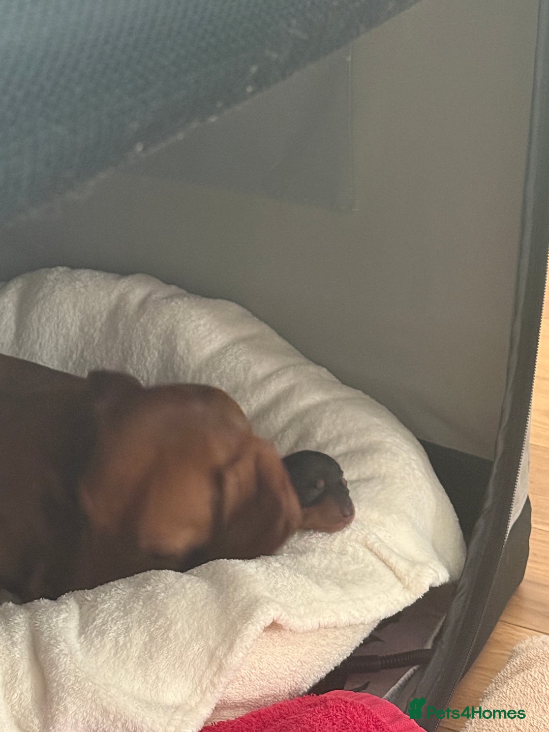 Miniature Dachshund dogs for sale: Dachshund puppies for sale. - Advert 6