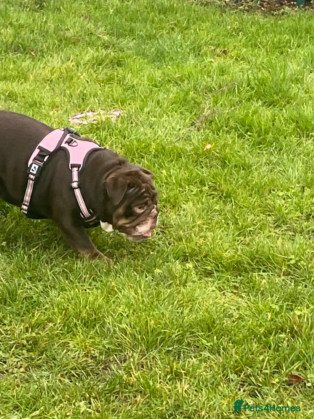 English Bulldog dogs for sale: 19 month old british bulldog female - Advert 7