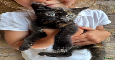 Mixed Breed cats - Advert 14
