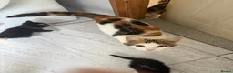 Mixed Breed cats for sale: Beautiful kittens for sale in Welwyn - Advert 11