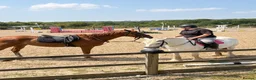 English Thoroughbred horses for sale: Tango mango 🥭  - Advert 7