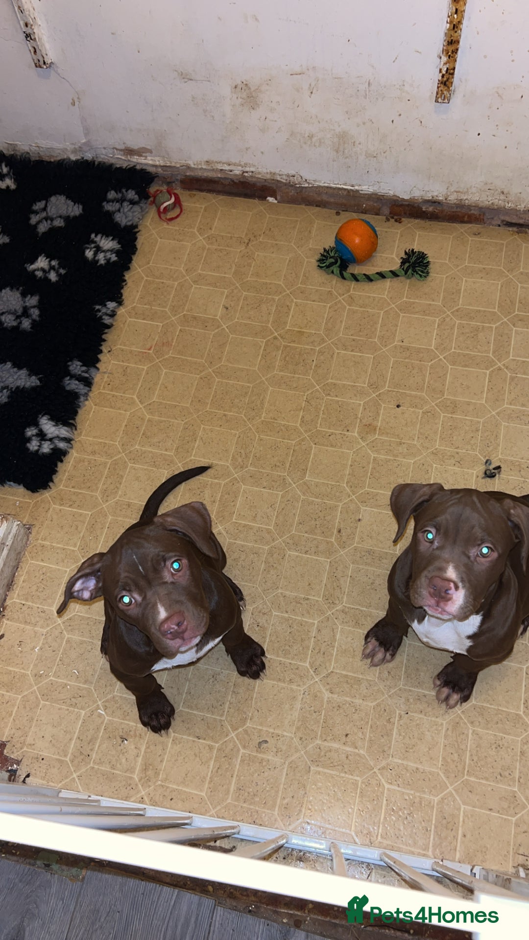 Mixed Breed dogs for sale: 2 beautiful little chunks - Advert 4