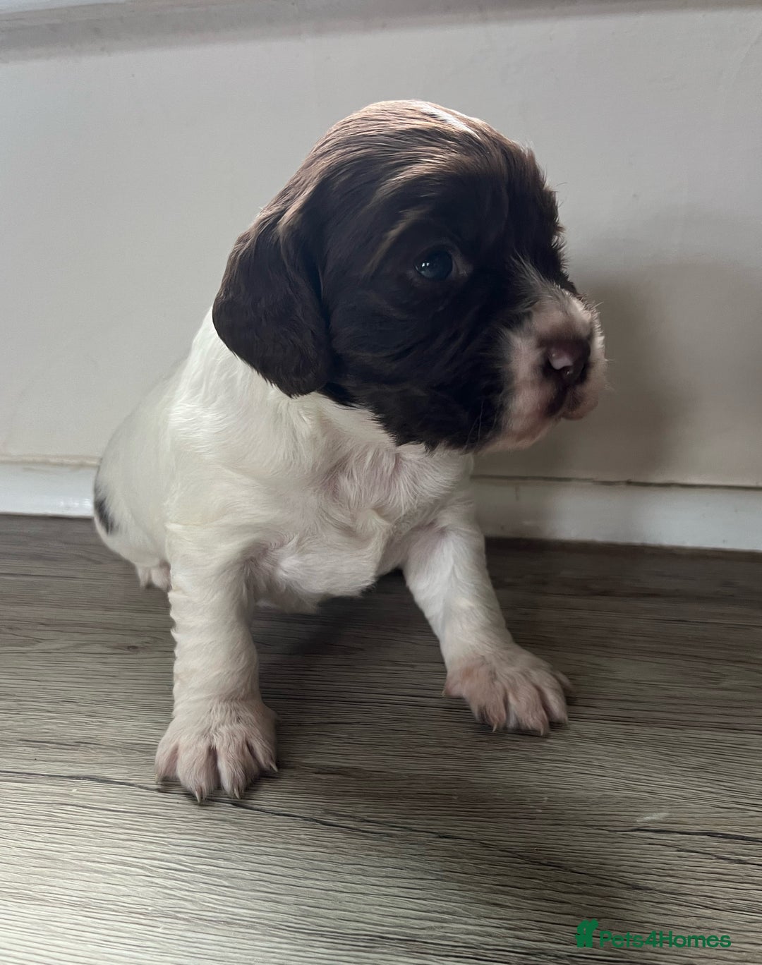 Cocker Spaniel dogs for sale: 3 Stunning Working Cocker Spaniel Boys 🐶  - Advert 4