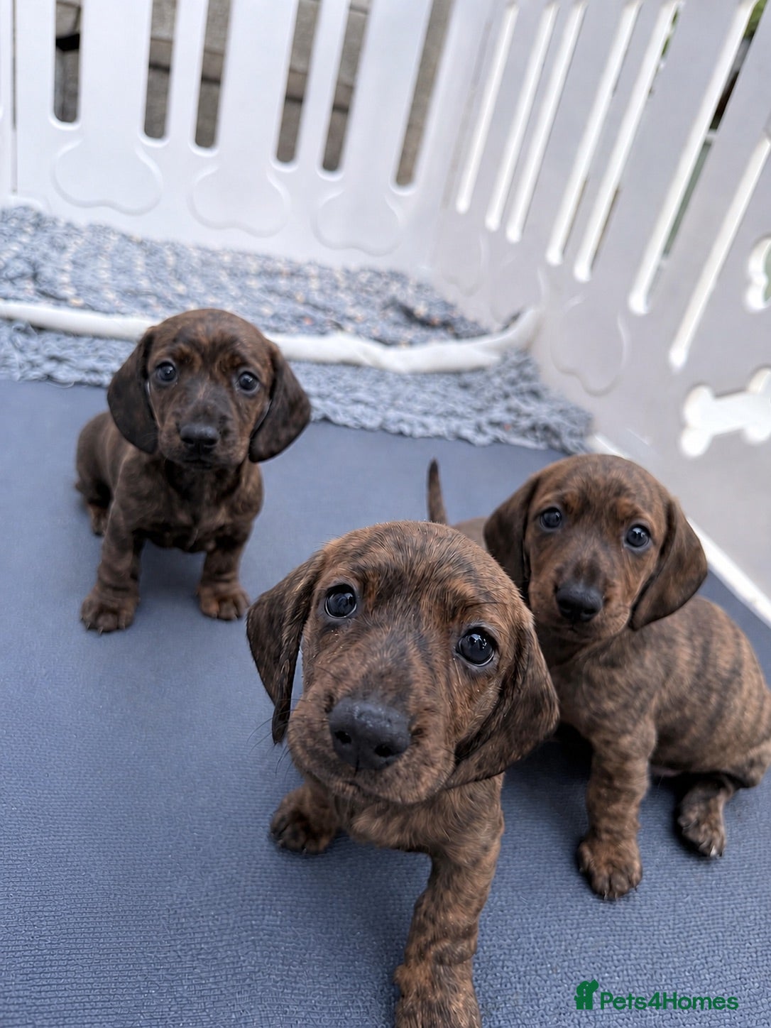 Miniature Dachshund dogs Beautiful brindle mini dachshunds  - Advert 17