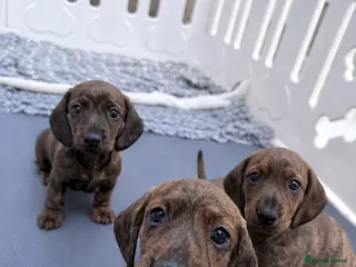 Miniature Dachshund dogs Beautiful brindle mini dachshunds - Advert 1