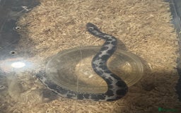 Snake reptiles for sale: variety of babys  - Image 4