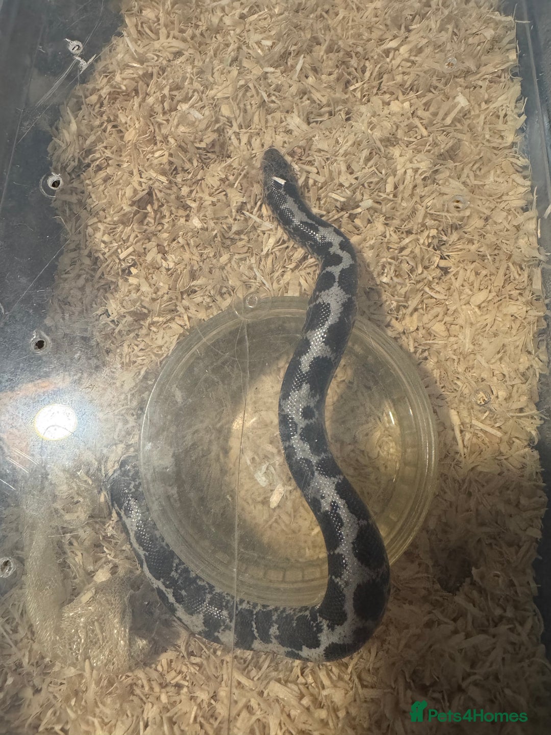 Snake reptiles for sale: variety of babys  - Image 4
