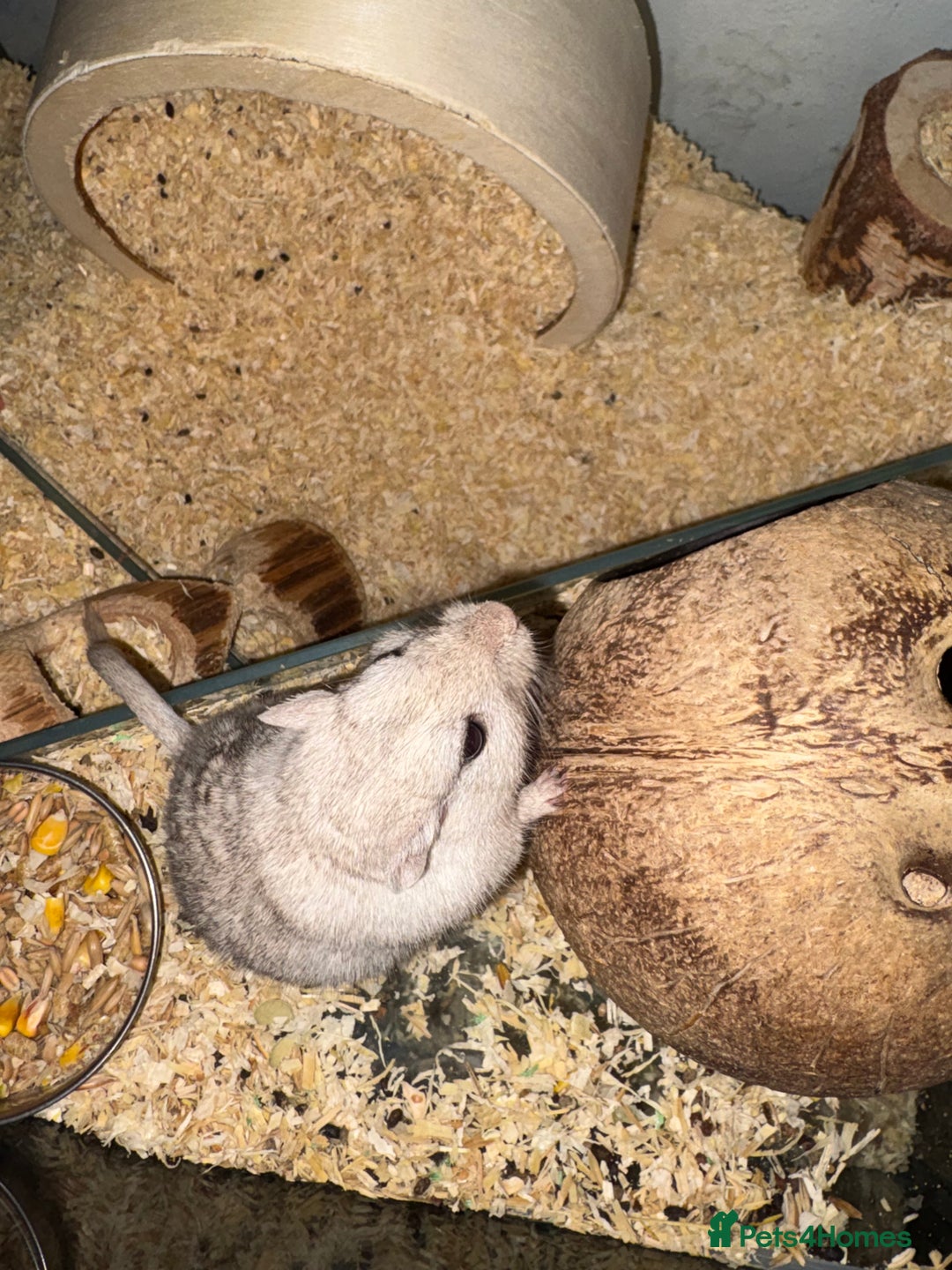 Gerbil rodents for sale: 2 gerbils including setup  - Advert 5